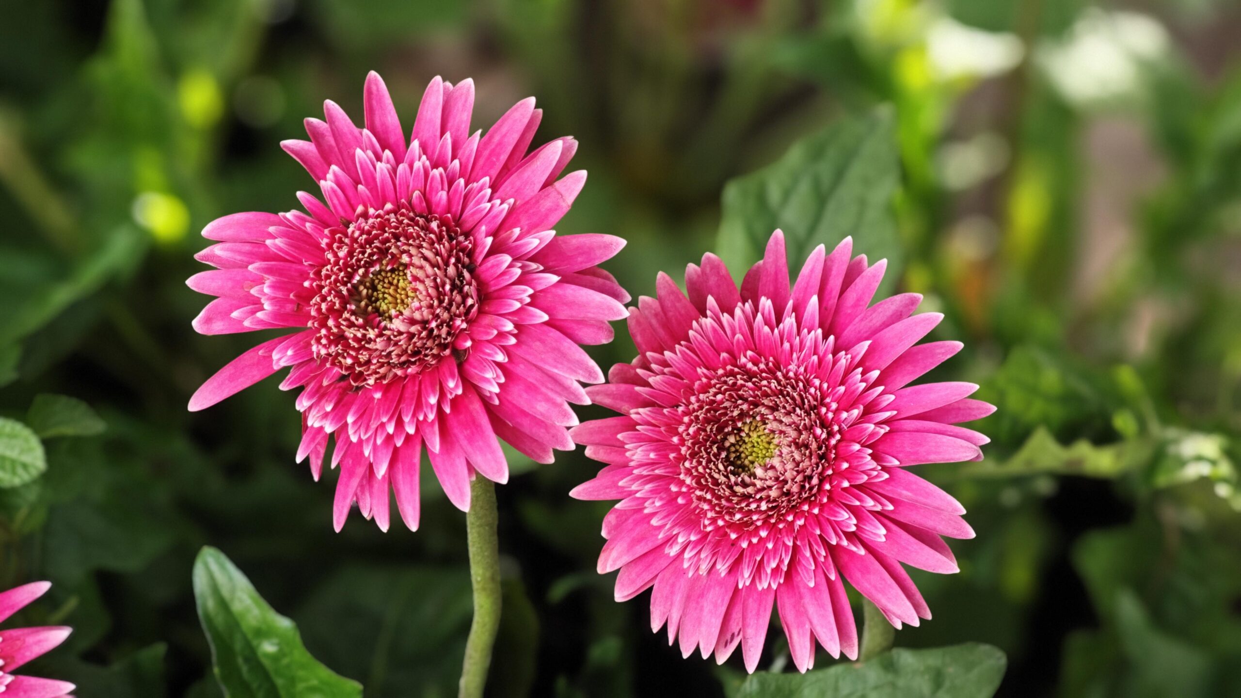 “Toptan Çiçekte Güvenin Adı”