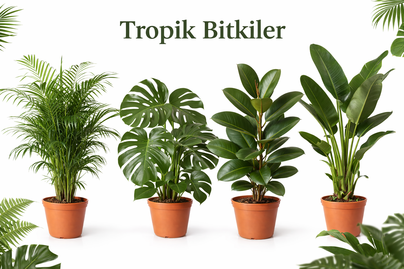Tropik Bitkiler