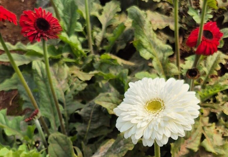 “Kaliteli Üretim, Uygun Fiyat”