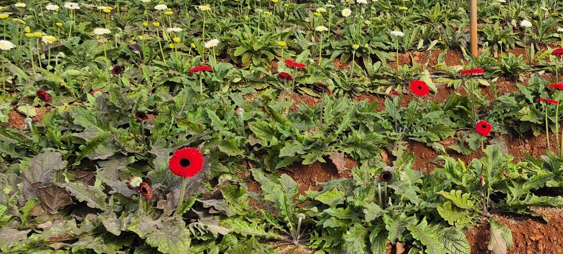 “Seradan Doğrudan, Tazeliğiyle Yanınızda”
