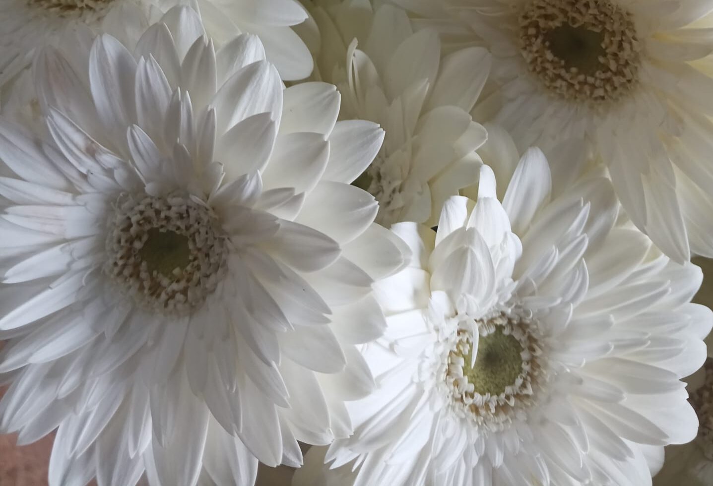 “Topraktan Sofraya Değil, Seradan Vitrinine”