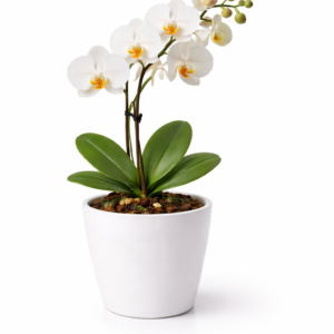 BUGETTO ORKİDE BEYAZ