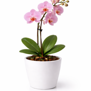 BUGETTO ORKİDE PEMBE