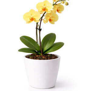 BUGETTO ORKİDE SARI