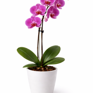 ORKİDE MOR