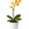 ORKİDE SARI