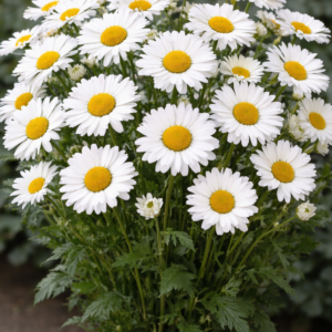 PAPATYA-BİÇME BEYAZ