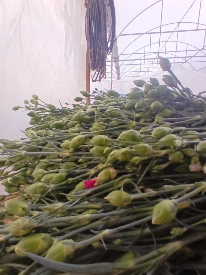 Sprey Karanfil Beyaz