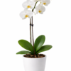 ORKİDE BEYAZ
