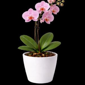 BUGETTO ORKİDE PEMBE